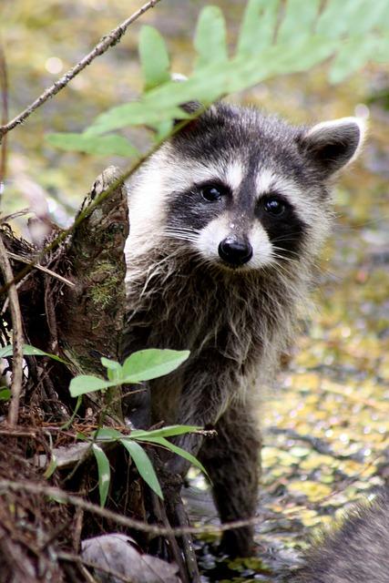 How To NOT Look Like An Old Raccoon