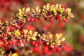 Facts about Barberry