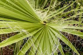 Boosting Your Breasts With Saw Palmetto