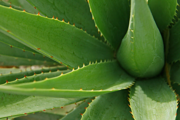 Aloe Leaf Juice for Your Skin