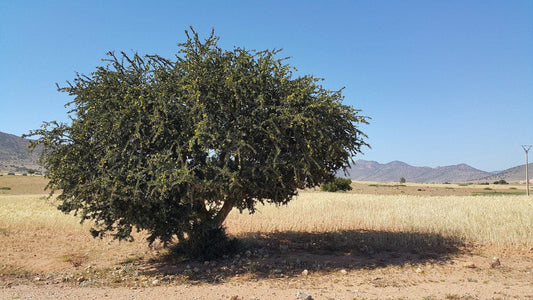 Argan Oil's Rise to Fame