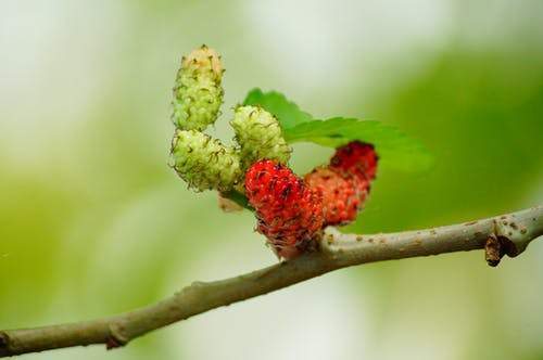 Mulberry for Skin Lightening