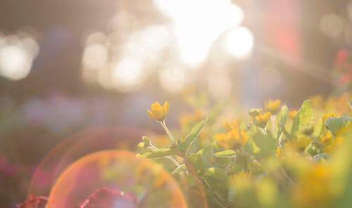 Achieve Lighter Skin in Warmer Climates